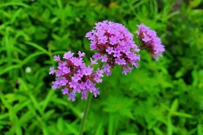 招蜂引蝶~植物界的钓系“人物”有哪些?