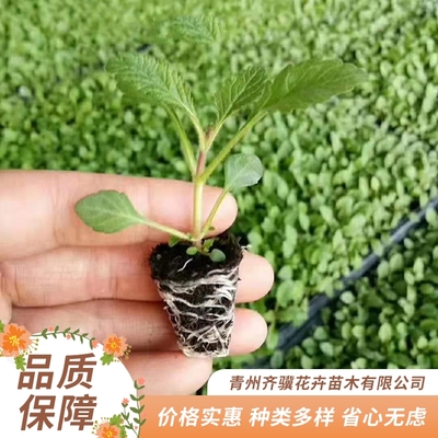 基地种植出售柳叶马鞭草 多分枝耐旱铁马鞭 齐骥