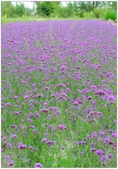 柳叶马鞭草种植基地批发柳叶马鞭草柳叶马鞭草价格