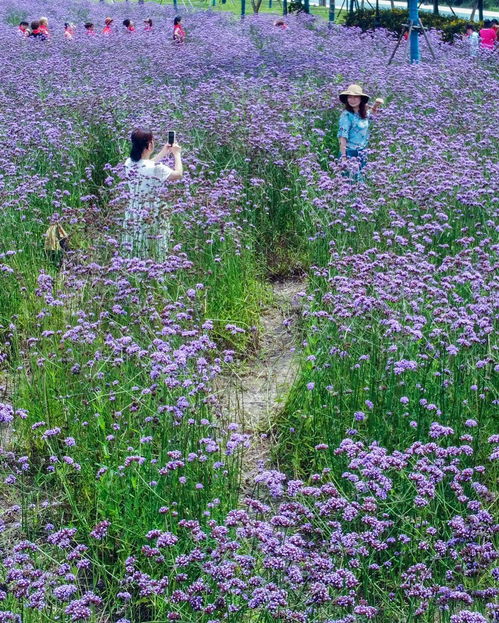 汉口江滩柳叶马鞭草花海惹人醉