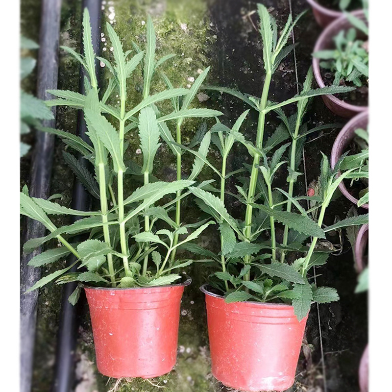 柳叶马鞭草盆栽 铁马鞭 蜻蜓草 燕尾草 园林绿化苗木 地被植物