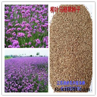 打听柳叶马鞭草种子现在怎么卖_志趣网