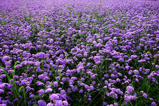 柳叶马鞭草,紫色花海