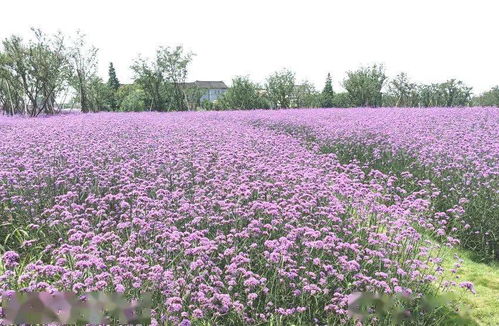 夏日探花丨柳叶马鞭草盛开 来申城的这些地方感受 紫色浪漫
