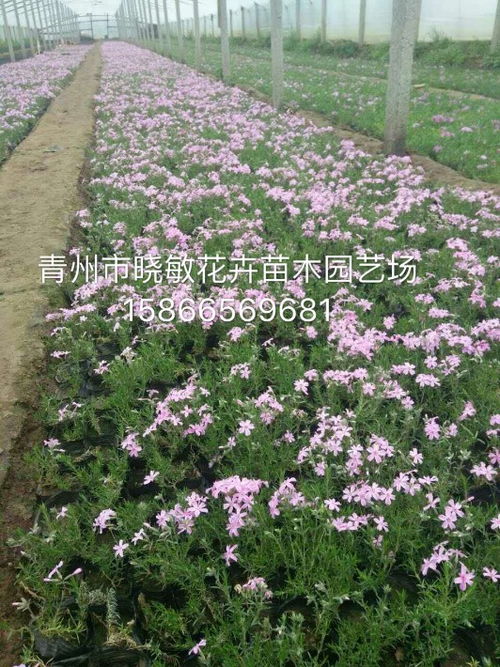 【山东青州芝樱花海小苗批发种植基地】- 