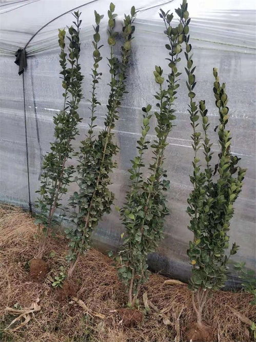 认准 云南大理柳叶马鞭草绿化苗木大量供应,云南柳叶马鞭草绿化苗木大量供应