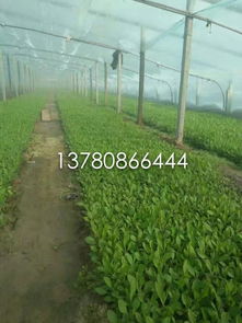 【柳叶马鞭草基地直销园林工程绿化草花】-