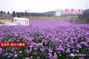 花海主题系列 柳叶马鞭草