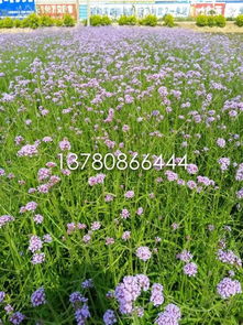 【柳叶马鞭草种植基地】-