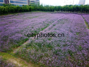 100多亩柳叶马鞭草再现紫色花海