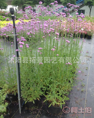 【基地种植批发柳叶马鞭草小苗熏衣草小苗绿化工程苗地被草花马鞭草一株】 - 产品库