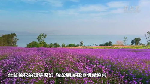 漫步滇池绿道相遇紫色花海,柳叶马鞭草竞相绽放