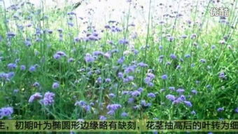 马鞭 –