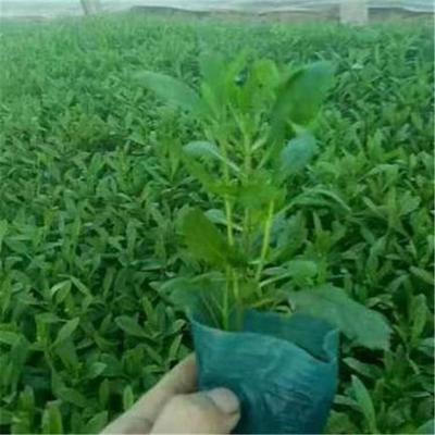 柳叶马鞭草价格