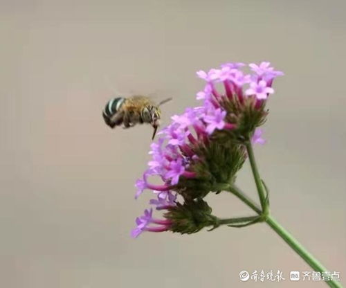 无垫蜂与柳叶马鞭草的美好时光