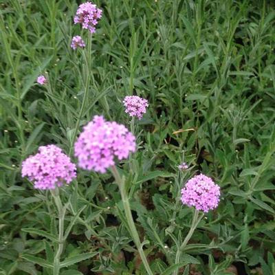马鞭草小苗 柳叶马鞭草批发 供销