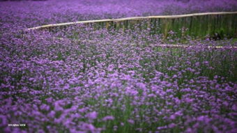 紫色花海 世纪公园柳叶马鞭草进入最佳观赏期