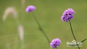庭院种植柳叶马鞭草的复花管理