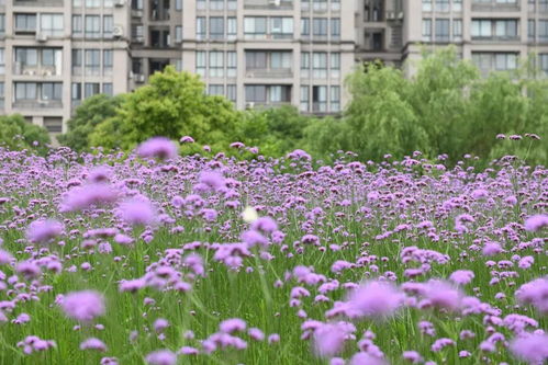 总面积12700平方米 城区这一片花海真美