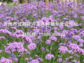 柳叶马鞭草基地 实惠的柳叶马鞭草价格