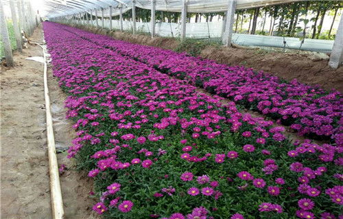 宿根花卉山东省青州全国发货