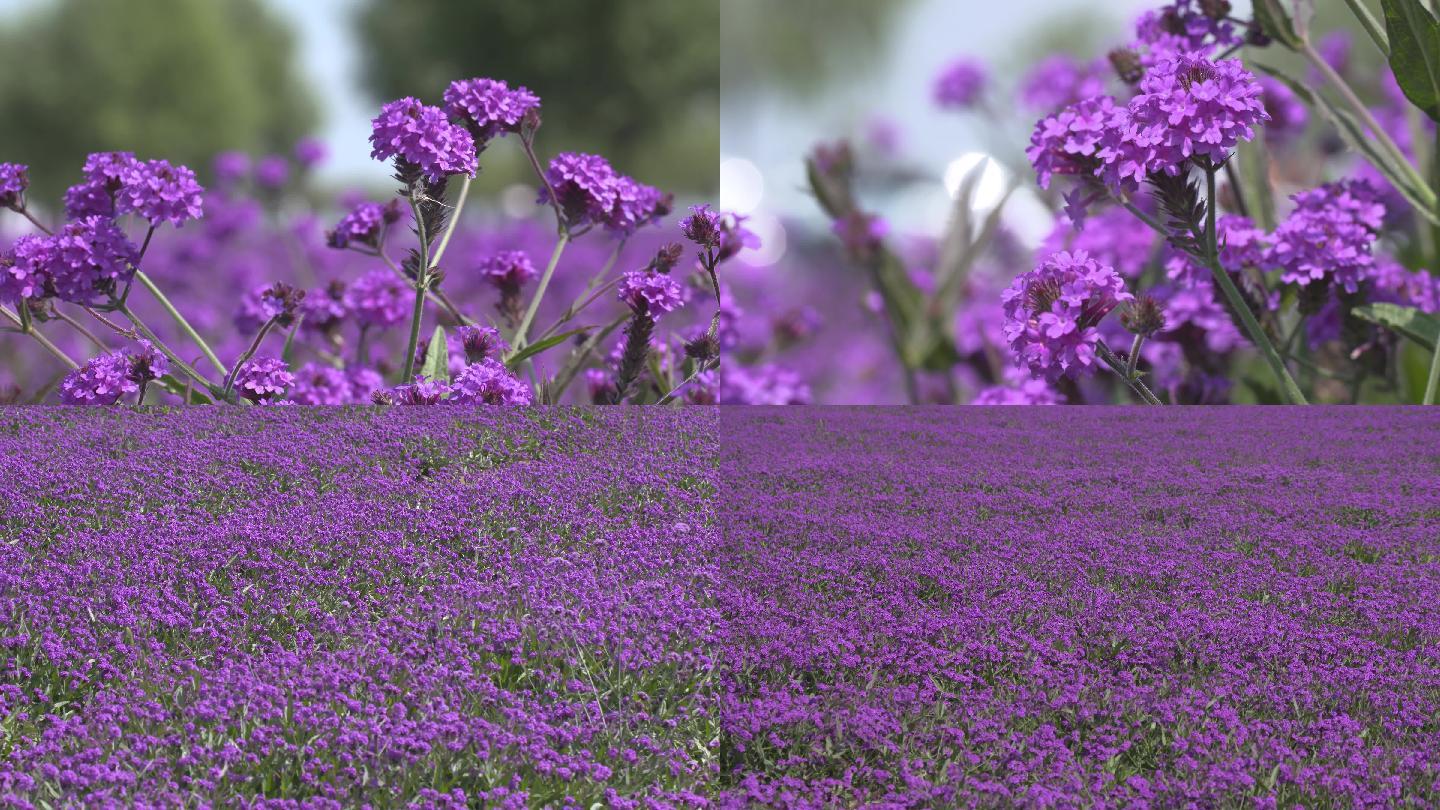 紫花柳叶马鞭草