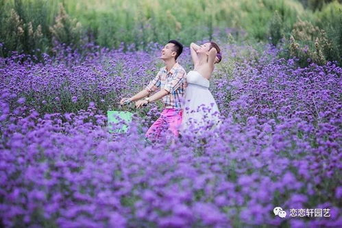 全国最大柳叶马鞭草苗生产商 恋恋轩年产3000万