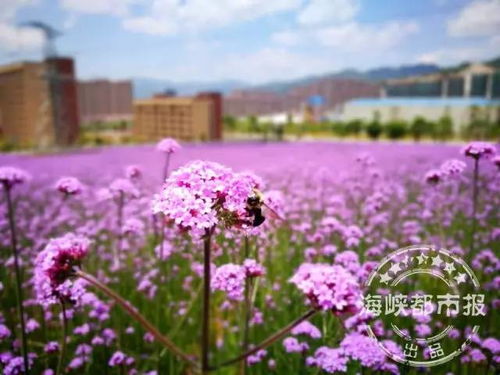 全国都在羡慕福州 空气特优,花海如画 要美上天的节奏