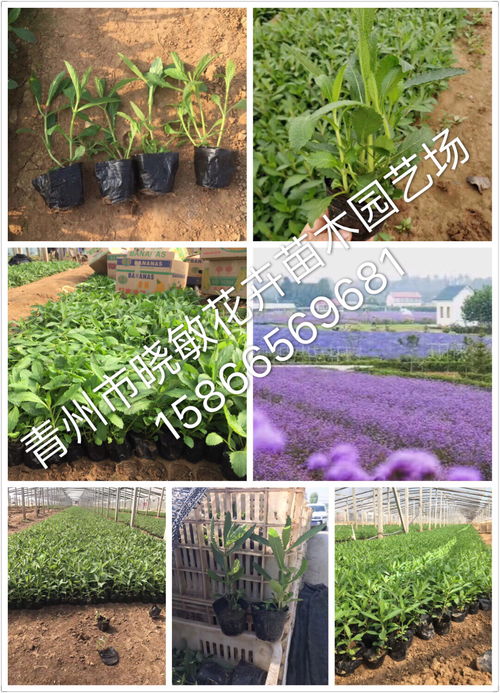 天竺桂小苗报价 厂家