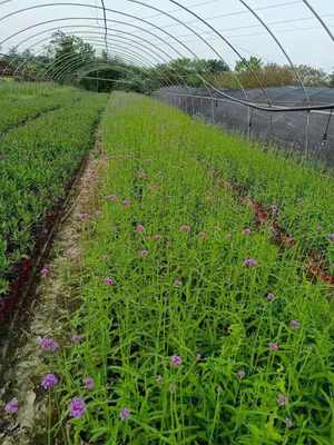 甘肃马鞭草批发价格 柳叶马鞭草杯苗基地