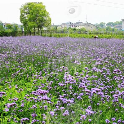 常年批发供应柳叶马鞭草 柳叶马鞭草苗 基地种植 量大优惠 绿化工程苗木