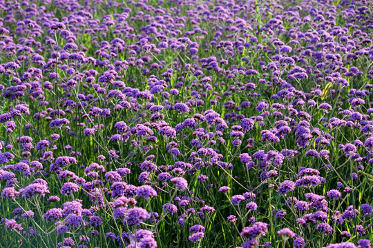 柳叶马鞭草花海