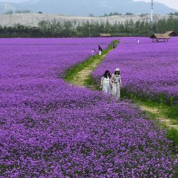北方地区柳叶马鞭草繁殖方式和养护管理技术
