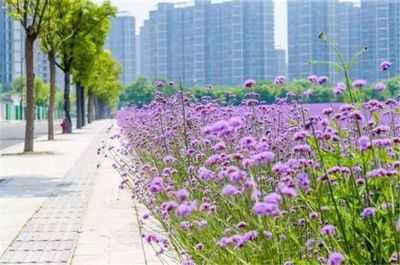 杭州人又将被全国羡慕!超梦幻紫色花海上线了!杭州惊现紫色浪漫!