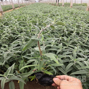【墨西哥鼠尾草批发商柳叶马鞭草种植基地矮牵牛苗圃直销】-