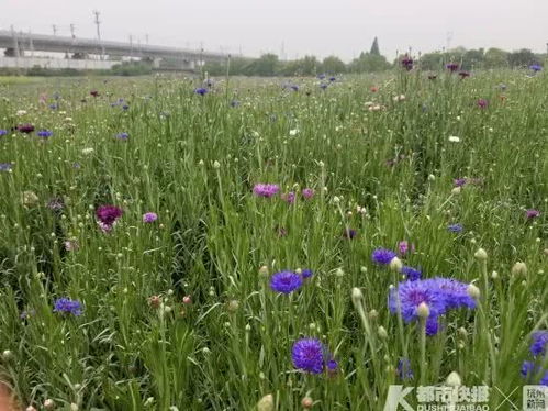 杭州首份花海地图 浪漫紫 热情红 清新粉 快去看花海啊