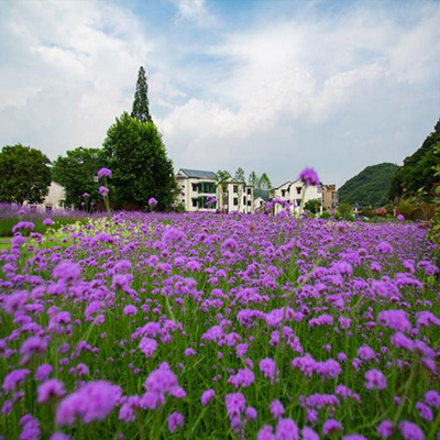 马鞭草 柳叶马鞭草杯苗 壹点花卉 花海景观小苗批发
