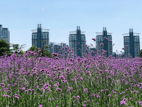 紫色花海,美不胜收,世纪公园柳叶马鞭草已绽放
