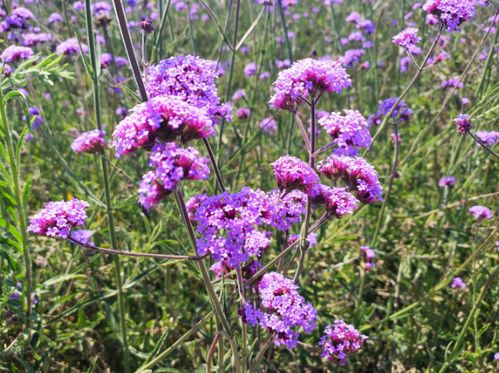 普者黑这片紫色花海,美呆了
