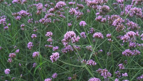 100亩柳叶马鞭草已盛开 如梦似幻的紫色浪漫等你来打卡