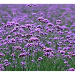 辽宁柳叶马鞭草苗价格