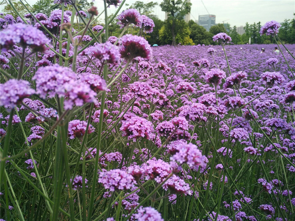 马鞭草价格 柳叶马鞭草小苗批发 - 青州市华硕花卉苗木 - 卓