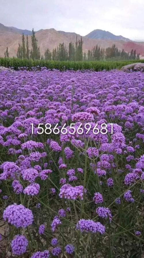 柳叶马鞭草小苗价格