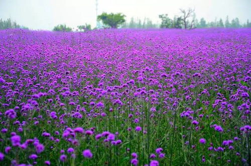 最美柳叶马鞭草 我的生命不过是温柔的疯狂,眼里一片海,我却不肯蓝
