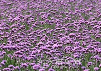 北京柳叶马鞭草花苗订购图片