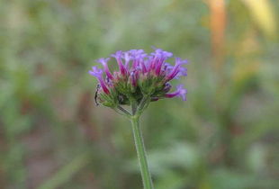 柳叶马鞭草 紫色花儿我来问,花开为何不见叶