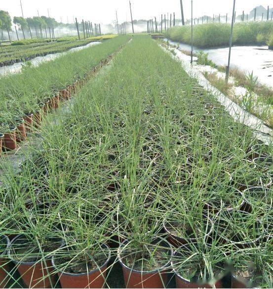 植物造景 观赏草