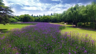 申城五月鲜花盛开 赏花地盘点