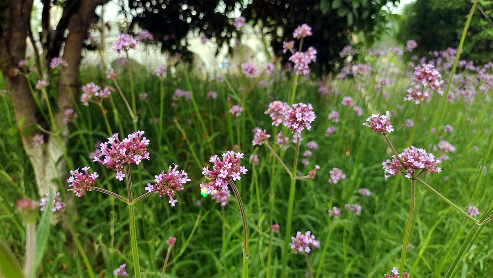 美丽吉安之赏花系列:柳叶马鞭草花海惹人醉