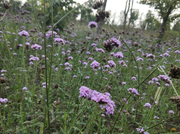 柳叶马鞭草,盛夏最后的浪漫